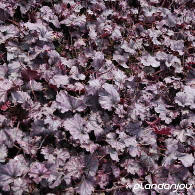 Heuchera 'Tnheufp' FOREVER PURPLE