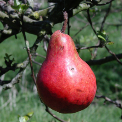 Poirier 'Williams Rouge'