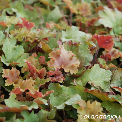 Heuchera 'Marmalade'®