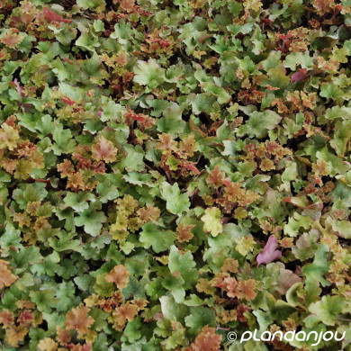 Heuchera 'Marmalade'®