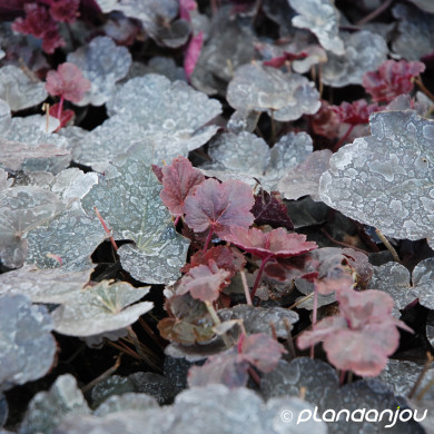 Heuchera 'Obsidian'®