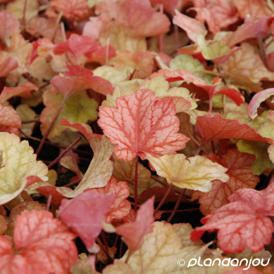Heuchera 'Paprika'®