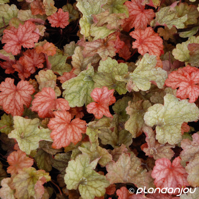 Heuchera 'Paprika'®