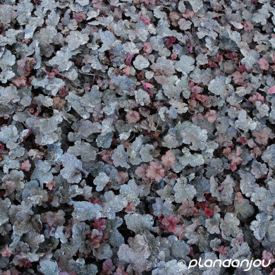 Heuchera 'Obsidian'®
