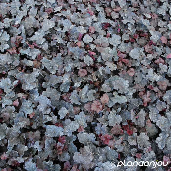 Heuchera 'Obsidian'®