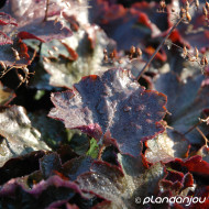 Heuchera micrantha 'Palace Purple'