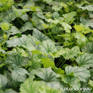 Heuchera 'Paris'®