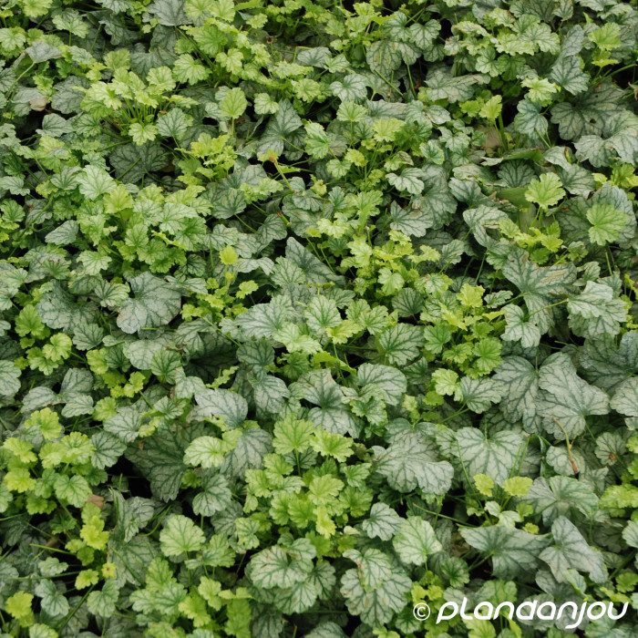 Heuchera 'Paris'®