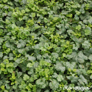 Heuchera 'Paris'®