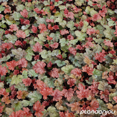 Heuchera 'Peach Flambé'©