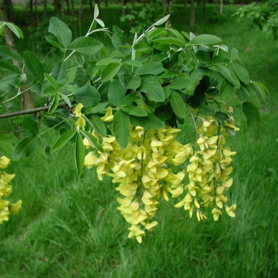 Laburnum anagyroides