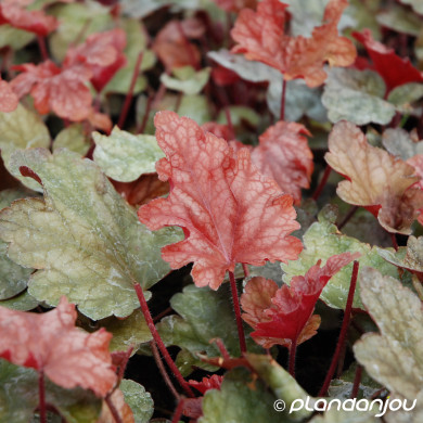 Heuchera 'Peach Flambé'©