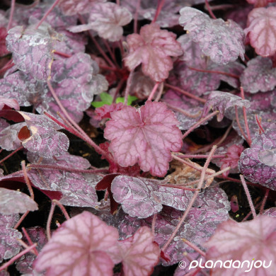 Heuchera 'Wild Rose'