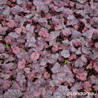 Heuchera 'Wild Rose'