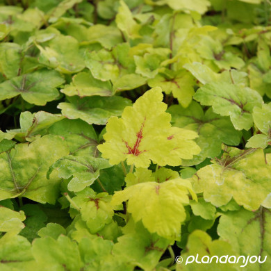 Heucherella 'Stoplight'