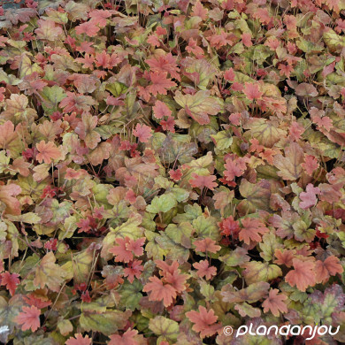 Heucherella 'Sweet Tea'