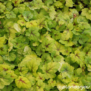 Heucherella 'Stoplight'