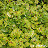 Heucherella 'Stoplight'