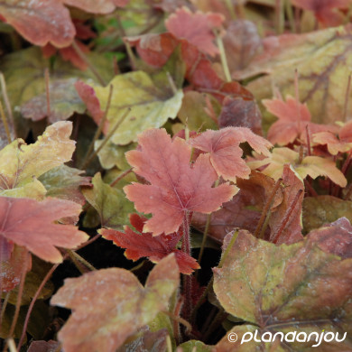 Heucherella 'Sweet Tea'