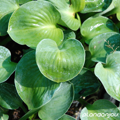 Hosta 'Blue Mouse Ears'