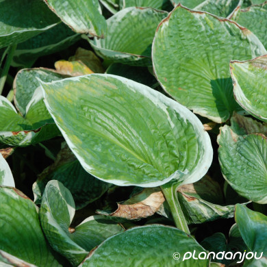 Hosta 'Barbara Ann'