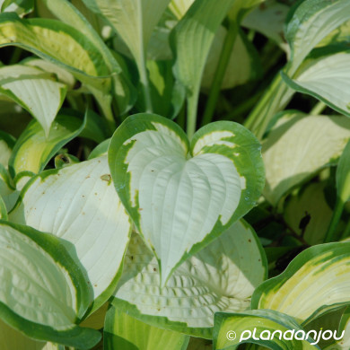 Hosta Curly Fries
