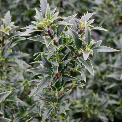 Ilex aquifolium 'Myrtifolia'