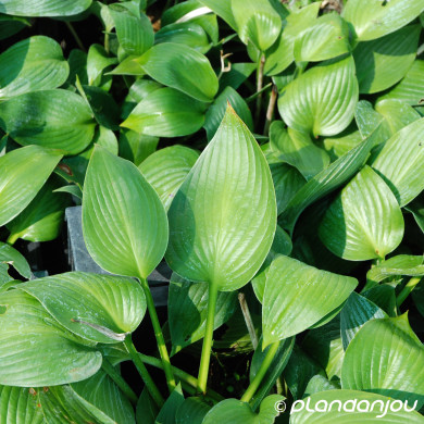 Hosta 'Devon Green'
