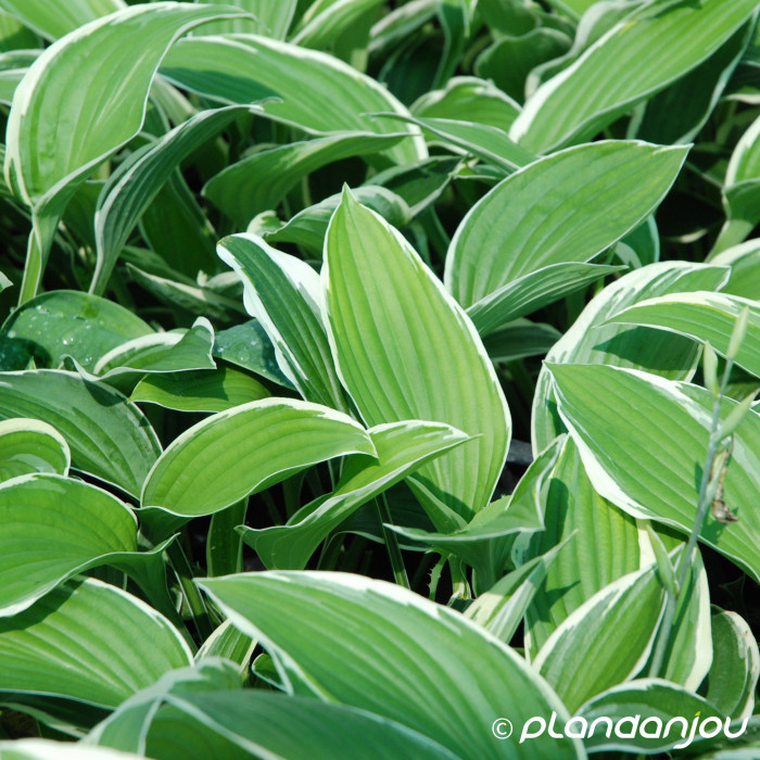 Hosta 'Francee'