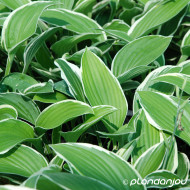 Hosta 'Francee'