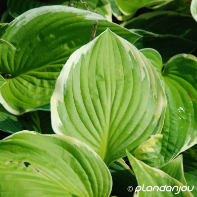 Hosta 'Fortunei Aureomarginata'