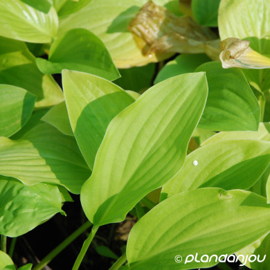 Hosta 'Honeybells'