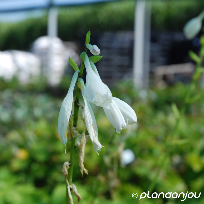 Hosta 'Honeybells'