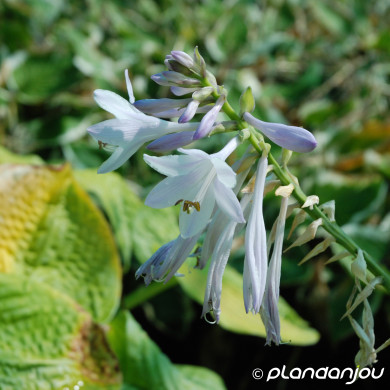 Hosta 'Guacamole'