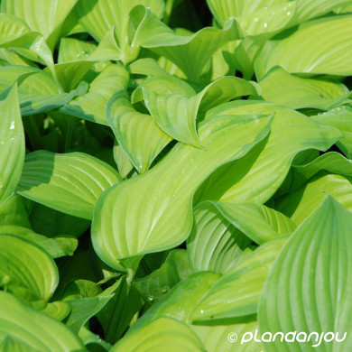 Hosta 'Guacamole'