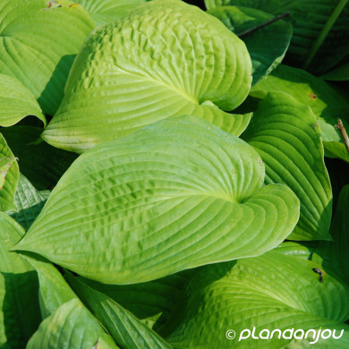 Hosta 'Jurassic Park'