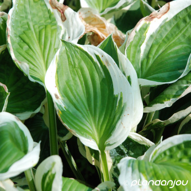Hosta 'Patriot'