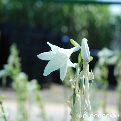 Hosta 'Royal Standard'