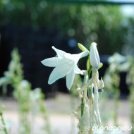 Hosta 'Royal Standard'