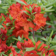 Azalea mollis 'Hotspur Red'