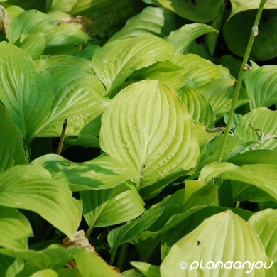 Hosta 'Royal Standard'