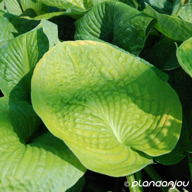 Hosta 'Elegans'