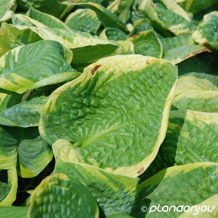 Hosta 'Frances Williams'