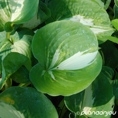 Hosta 'Great Expectations'