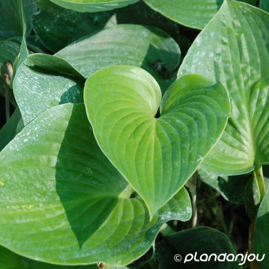 Hosta 'Halcyon'