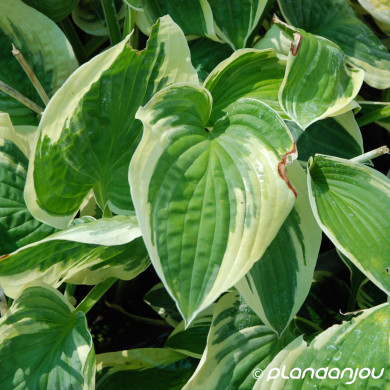 Hosta 'Wide Brim'