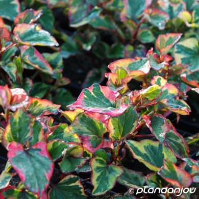 Houttuynia cordata 'Chameleon'