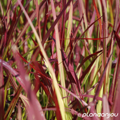 Imperata cylindrica 'Red Baron'
