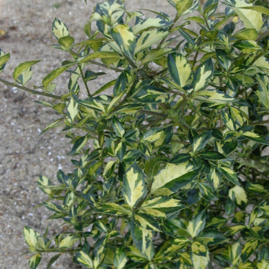 Ilex aquifolium 'Myrtifolia Aurea Maculata'