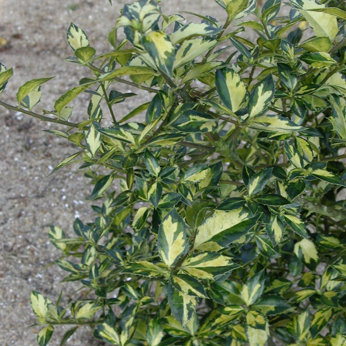 Ilex aquifolium 'Myrtifolia Aurea Maculata'